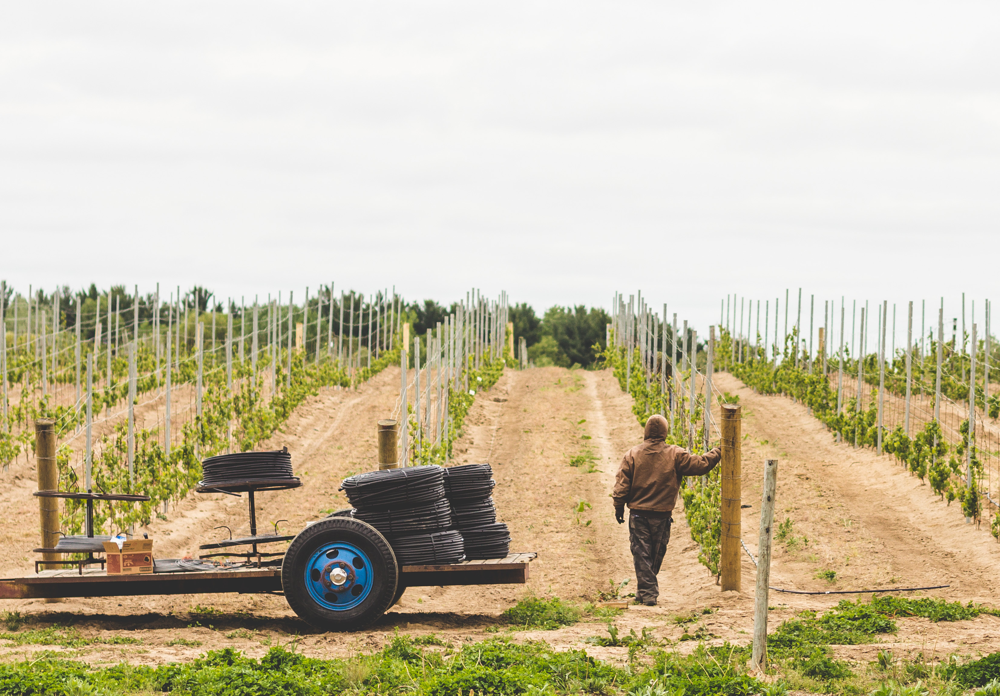 Photo of a farm worker in a vineyard