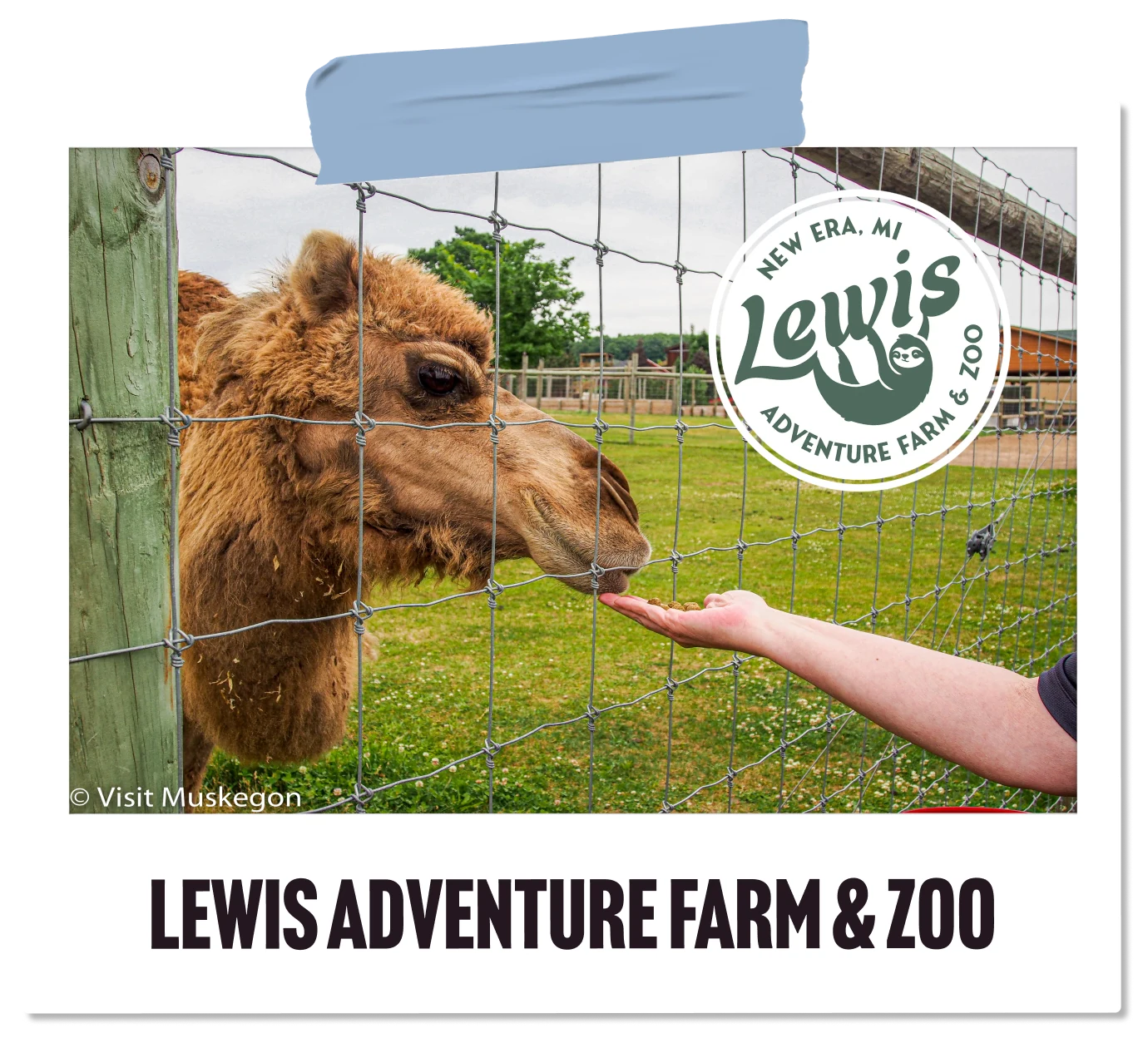 A camel being hand-fed through a fence at Lewis Adventure Farm & Zoo.