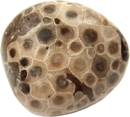 A Petoskey stone.