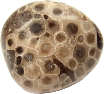 A Petoskey stone.