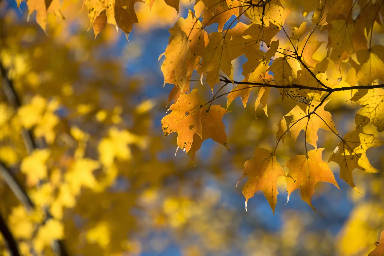 A closeup of yellow-orange leaves.